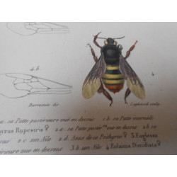 Histoire Naturelle des Insectes. Atlas