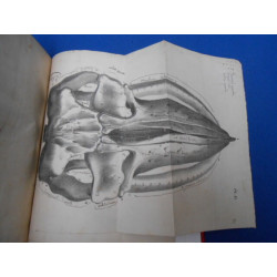 Mémoire descriptif et Ostéographie de la Baleine échouée sur les...