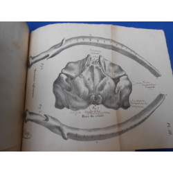 Mémoire descriptif et Ostéographie de la Baleine échouée sur les...