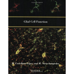 Glial Cell Function (Paperback)