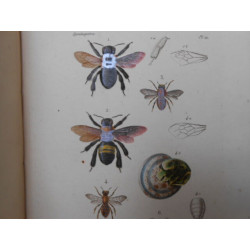 Histoire Naturelle des Insectes. Atlas